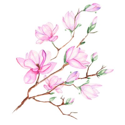 Illustratie met magnolia tak met roze bloemen geschilderd in waterverf op een witte achtergrond
