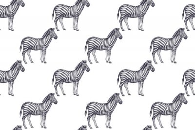 Behang Kleine zebra's op witte achtergrond