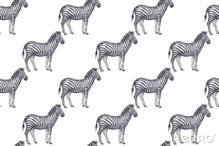 Behang Kleine zebra's op witte achtergrond