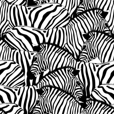 Kudde zwart-witte zebra's