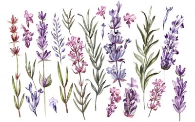 Lavendel bloemen en bladeren gravure