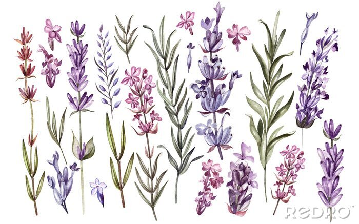 Behang Lavendel bloemen en bladeren gravure