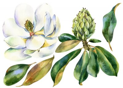 Magnolia en zijn structuur botanische aquarel