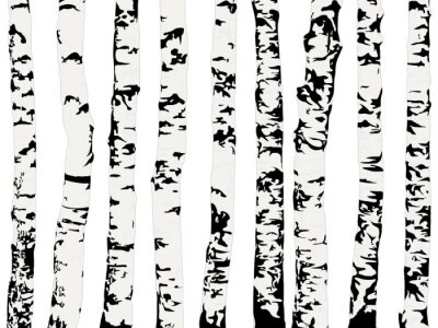 Behang Monochrome bomen - zwarte en witte berken