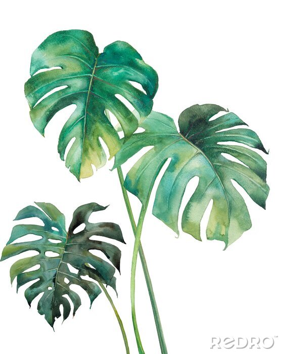 Behang Monstera-bladeren geschilderd met waterverf.