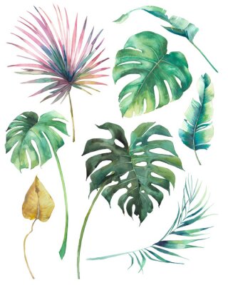 Monsterabladeren en kleurrijke palmbomen