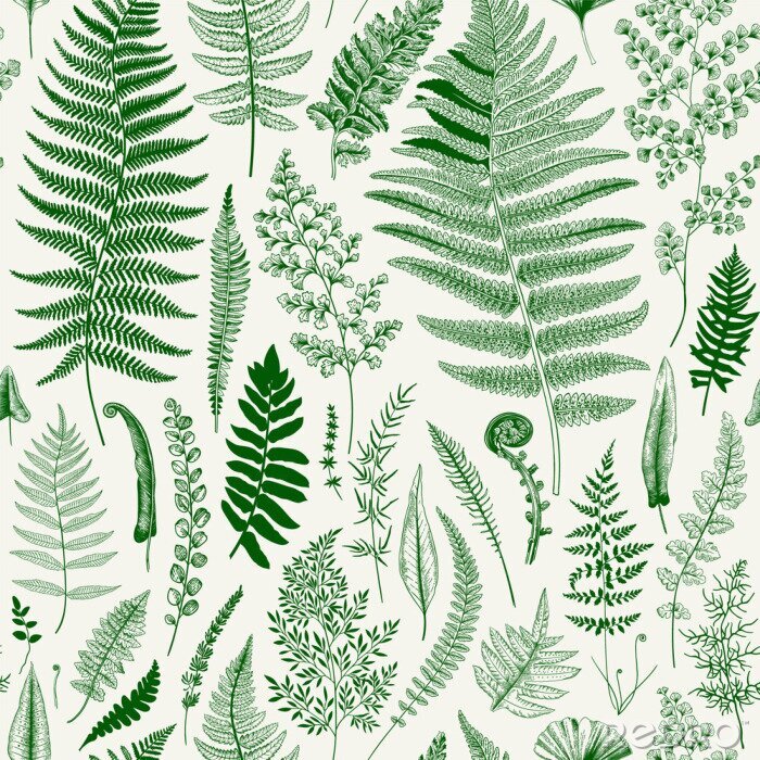 Behang Naadloze patroon. Ferns. Vintage vector botanische illustratie. Groen