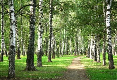 Ochtendpad en berken
