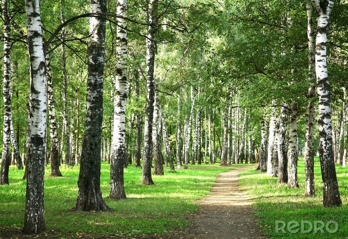 Behang Ochtendpad en berken