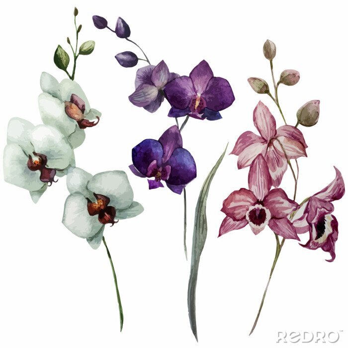 Behang Orchidee drie scheuten in verschillende kleuren