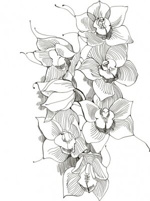 Orchideebloemen getekend met een zwarte lijn
