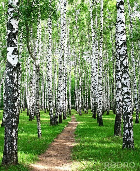 Behang Pad en berken