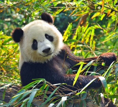 Panda tussen groene bladeren