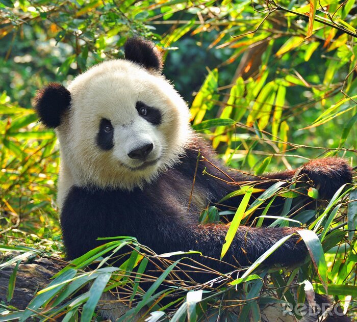 Behang Panda tussen groene bladeren