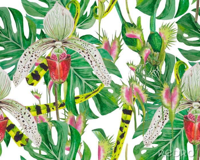 Behang Patroonbladeren van monsters en orchideeën, goed uitgelegd, geschikt voor druk op stof, papier. Achtergrond - wit