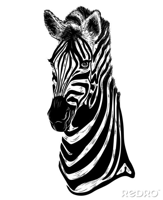 Behang portret van zebra op een witte achtergrond
