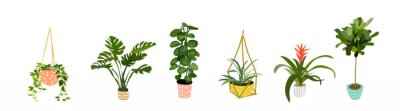 potplantencollectie. vetplanten en kamerplanten. hand getrokken vector kunst. Set van huis binnen vector cartoon doodle.
