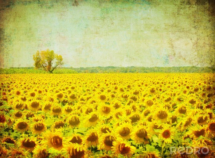 Behang Retro zonnebloemveld