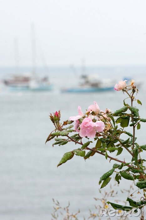 Behang Roze bloem en boten op de achtergrond
