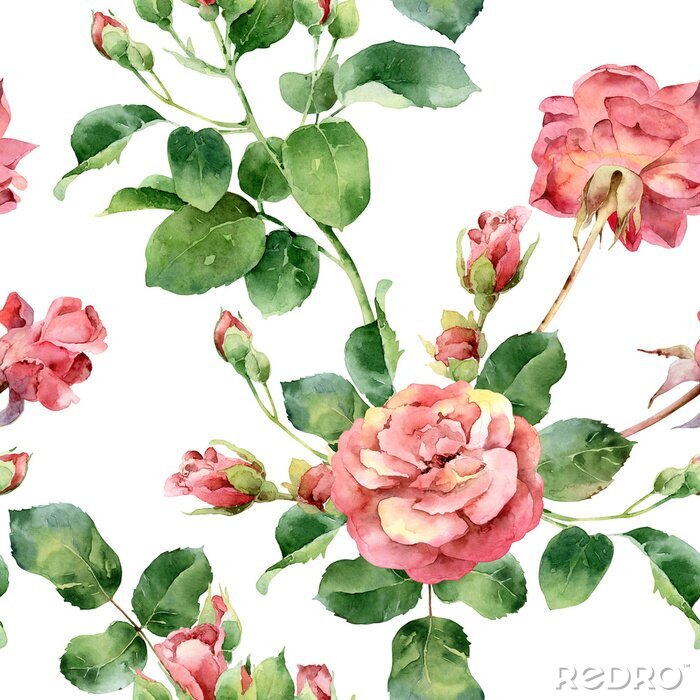 Behang Roze rozen beschilderd met aquarelafbeeldingen