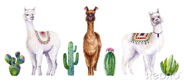 Behang Set of watercolor alpacas and cactus. Colorful illustration isolated on white. Hand painted animals and plants perfect for card making, wallpaper, fabric textile, interior design