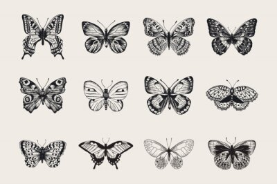 Set van vlinders. Vector vintage klassieke illustratie. Zwart en wit