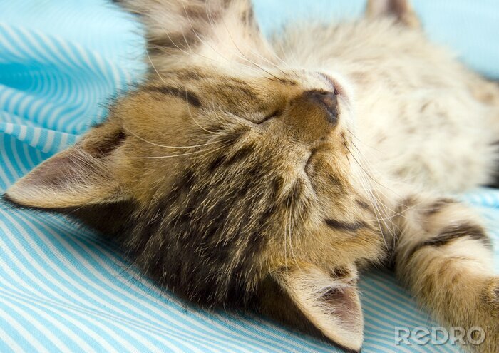 Behang Slapend dier op een blauwe achtergrond