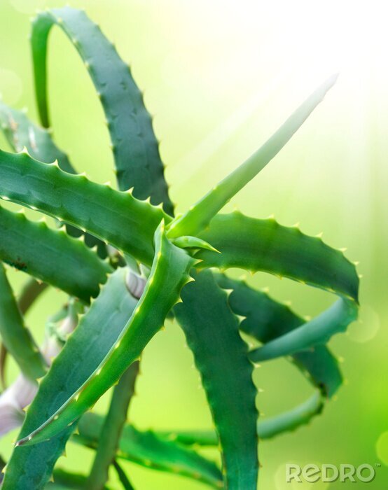 Behang Succulente bloem