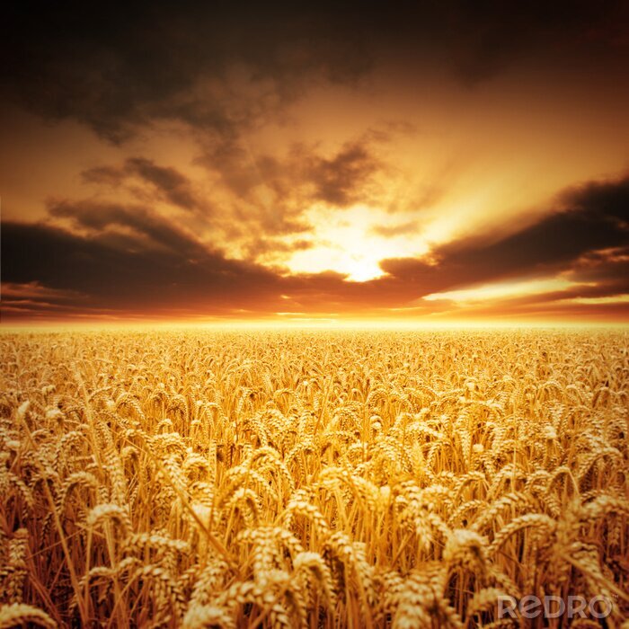 Behang Tarwe op een achtergrond van wolken