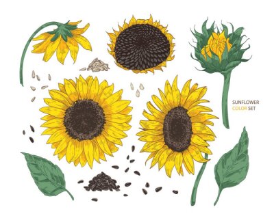 Tekening van rijpe zonnebloemen met zaden