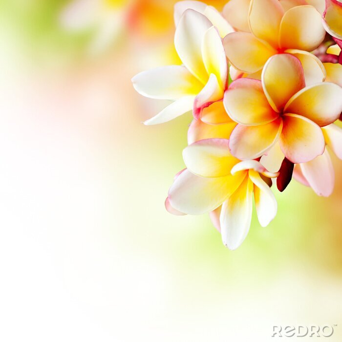 Behang Tropische bloem