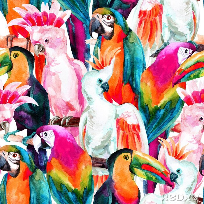 Behang Verschillende soorten kleurrijke papegaaien
