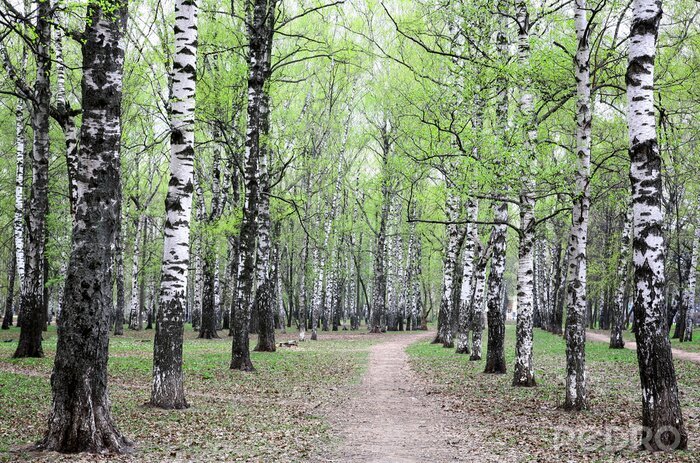 Behang Voorjaarsberken en pad