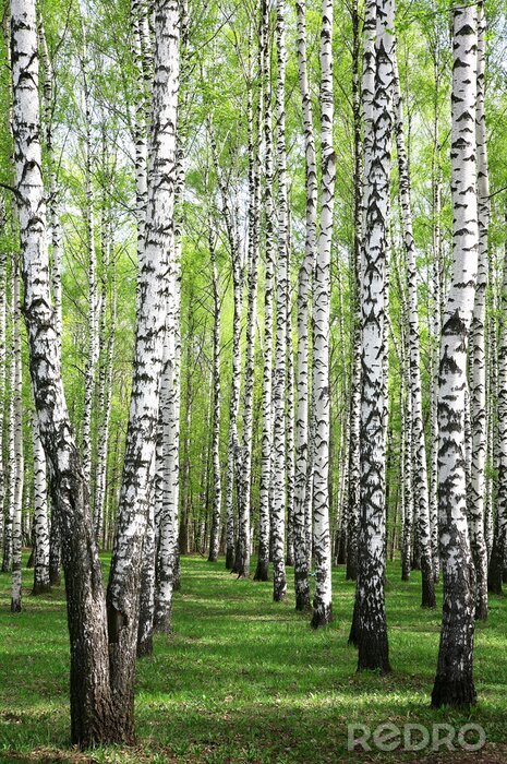 Behang Voorjaarse berken in een bosje