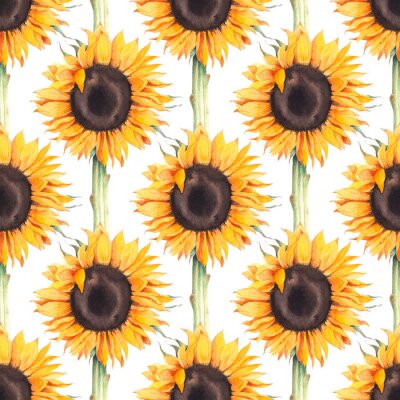 Behang Watercolor botanical illustration of sunflowers.