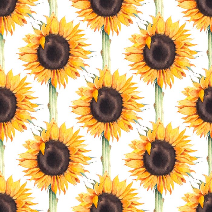 Behang Watercolor botanical illustration of sunflowers.