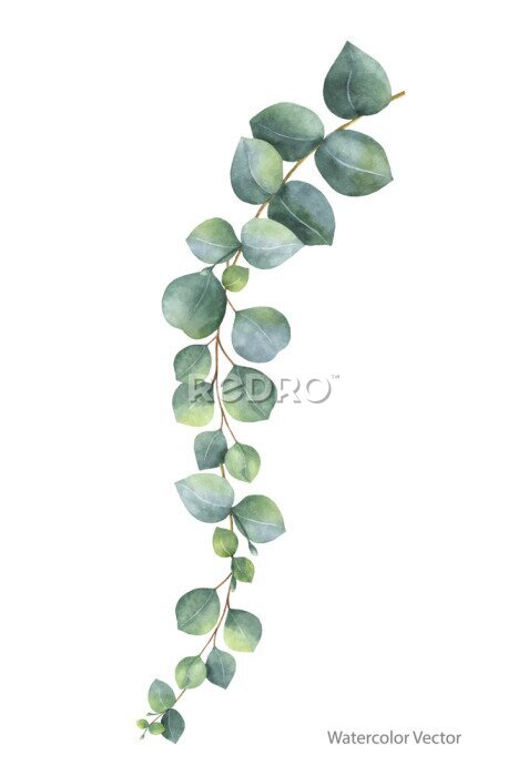 Behang Waterverf eucalyptus