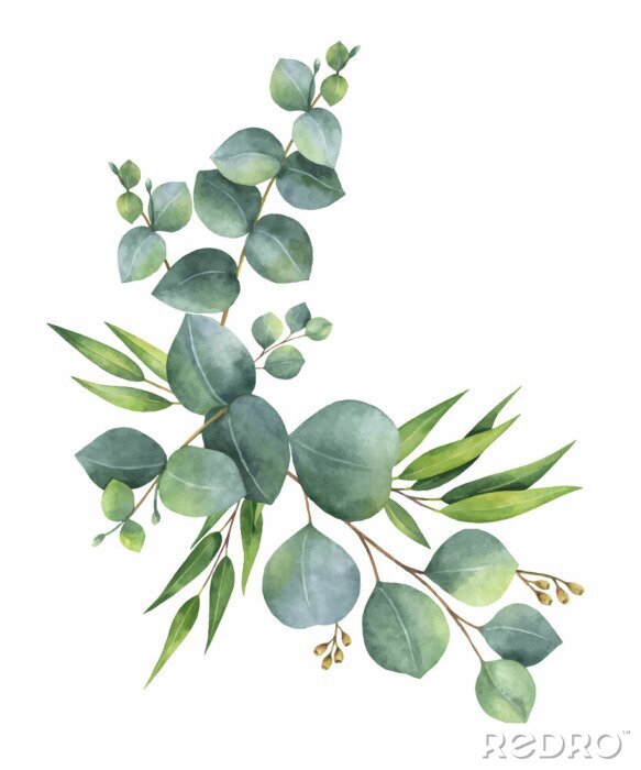 Behang Waterverf vectorkroon met groene eucalyptusbladeren en takken.