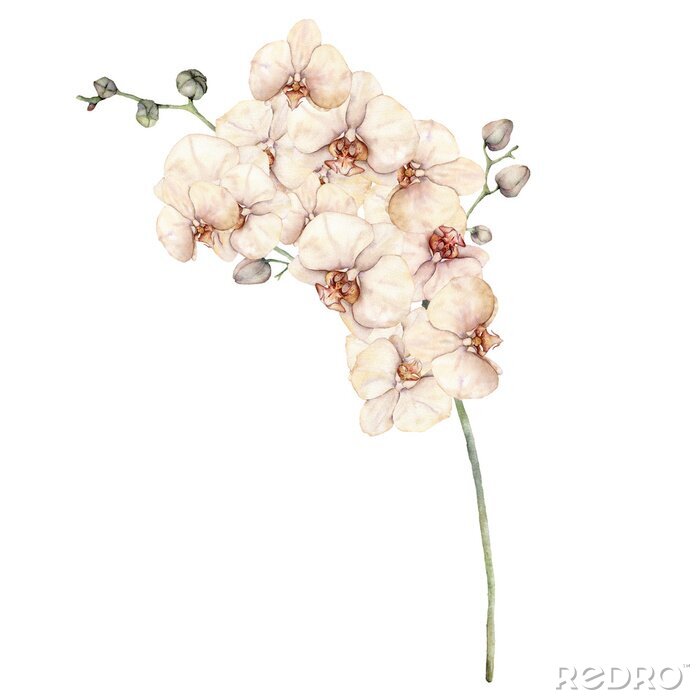 Behang Wit orchideetakje met toppen en bloemen