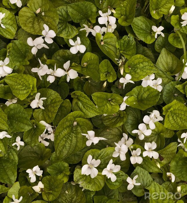 Behang Witte bloemen tussen planten