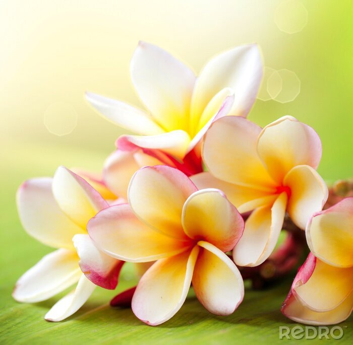 Behang Witte en gele tropische bloem