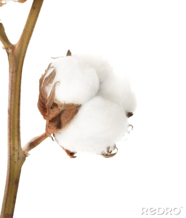 Behang Witte katoenen bloem