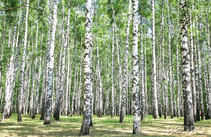 Behang Zomerse berken in een bos