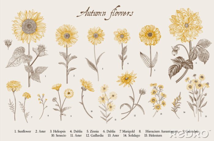 Behang Zonnebloemen en andere gele bloemen tekenen