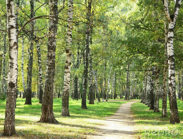 Behang Zonnig weer in een berkenpark