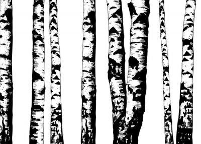 Zwart-wit boomstammen in een berkenbos