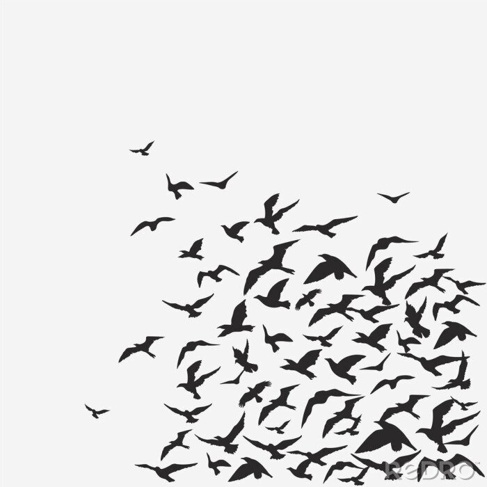 Behang Zwart-witte vogels