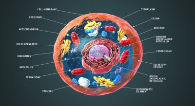 Canvas 3D eukaryote cel