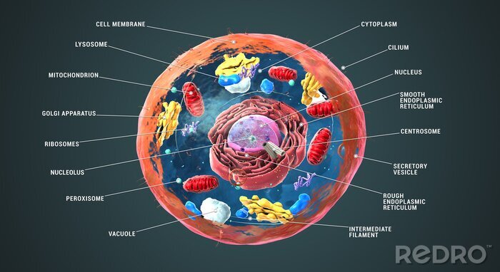 Canvas 3D eukaryote cel