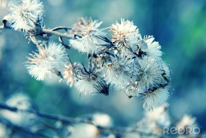 Canvas 3D paardenbloemen op blauwe achtergrond